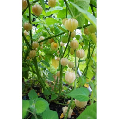 Physalis Golden Berries Health Trade 15kg