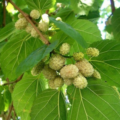 Βιολογικά Λευκά Μούρα Mulberry Health Trade 6kg